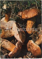 Bitter Bolete Mushroom - Tylopilus Felleus - Mushrooms - 1980 - Russia USSR - Unused - Paddestoelen