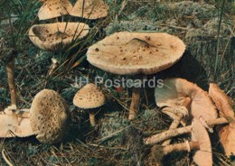 Parasol Mushroom - Macrolepiota Procera - Mushrooms - 1980 - Russia USSR - Unused - Pilze