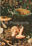 The Woolly Milkcap Mushroom - Lactarius Torminosus - Mushrooms - 1980 - Russia USSR - Unused - Pilze