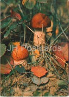 Aspen Mushroom - Leccinum - Mushrooms - 1980 - Russia USSR - Unused - Mushrooms