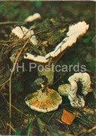 Milk-white Brittlegill Mushroom - Russula Delica - Mushrooms - 1980 - Russia USSR - Unused - Paddestoelen