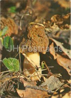 The Early Morel Mushroom - Verpa Bohemica - Mushrooms - 1980 - Russia USSR - Unused - Funghi