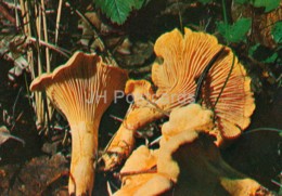 Chanterelle Mushroom - Cantharellus Cibarius - Mushrooms - 1980 - Russia USSR - Unused - Pilze