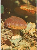 Penny Bun Mushroom - Boletus Edulis - Mushrooms - 1980 - Russia USSR - Unused - Paddestoelen