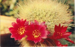 Rebutia Senilis Var. Elegans - Cactus - Flowers - 1972 - Russia USSR - Unused - Cactus