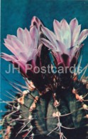 Moon Cactus - Gymnocalycium Mihanovichii - Cactus - Flowers - 1972 - Russia USSR - Unused - Cactus