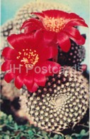 Rebutia Krainziana - Cactus - Flowers - 1972 - Russia USSR - Unused - Cactus