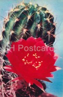 Lobivia Varians - Cactus - Flowers - 1972 - Russia USSR - Unused - Cactus