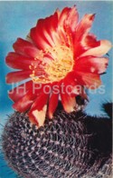 Bolivian Cactus - Lobivia Famatimensis - Cactus - Flowers - 1972 - Russia USSR - Unused - Cactus