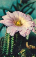 Echinocereus Viereckii - Cactus - Flowers - 1972 - Russia USSR - Unused - Cactus