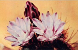 Moon Cactus - Gymnocalycium Mihanovichii - 1 - Cactus - Flowers - 1972 - Russia USSR - Unused - Cactus