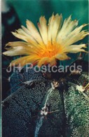 Monk's Hood Cactus - Astrophytum Ornatum - Cactus - Flowers - 1972 - Russia USSR - Unused - Cactus