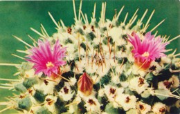 Mexican Pincushion - Mammillaria Magnimamma - Cactus - Flowers - 1972 - Russia USSR - Unused - Cactus