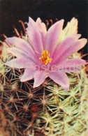 Sheldon's Pincushion - Mammillaria Sheldonii - Cactus - Flowers - 1972 - Russia USSR - Unused - Cactus