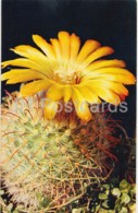 Parodia Mutabilis - Cactus - Flowers - 1972 - Russia USSR - Unused - Cactus