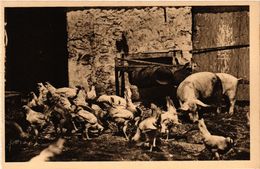 CPA L'Oiseau Bleu - BOISSY-l'AILLERIE (Seine-et-OISE) - La Basse-Cour (290143) - Boissy-l'Aillerie