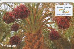 Mauritania - Mauritel - Date Palm - Mauritanië