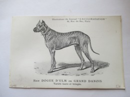 DOGUE  D ' ULM  OU  GRAND  DANOIS      ...   -  JOURNAL " L ' ACCLIMATATION  "           TRACE DE MOUILLURE - Perros