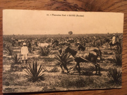 CPA, KAYES MALI Actuel (Soudan), Plantation Sizal à Kayes, Collection Albaret, Kayes, Non écrite - Mali