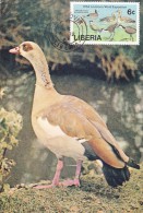 LIBERIA Carte Maximum - Canards, Oiseaux D'Eau - Liberia