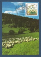 BRD 1991  Mi.Nr. 1509 , Alpenedelweiß - Natur- Und Umweltschutz - Maximum Card - Erstausgabetag Berlin 12.03.1991 - 1981-2000