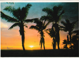 Sunset Over The Guiklf On Florida ' S West Coast ( Palmier , Coucher De Soleil - West Palm Beach