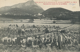 Jaca Plantacion De Antonio Caubet Recoleccion De La Flor De Pyrethre Insecticide - Otros & Sin Clasificación