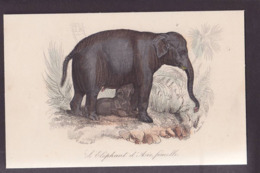 CPA éléphant Litho Gravure Non Circulé - Elefantes