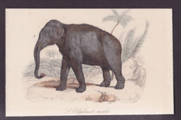 CPA éléphant Litho Gravure Non Circulé - Elephants