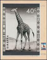 Type 352 '40c Giraffe' Fotopro - Sonstige & Ohne Zuordnung