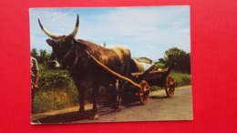 Boskarin.Istrian Ox.Bue Istriano.Istra - Taureaux