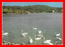 CPSM/gf  HERRSCHING (Allemagne)  Schwäne Auf Dem Ammersee, Cygnes...K047 - Herrsching