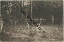 Friedrichsruh Bei Hamburg - Damwild Im Saupark Sachsenwald - Verlag J. Schlotfeldt Bergedorf - Friedrichsruh