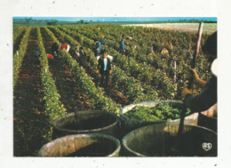 Cp ,agriculture , Vin , Vignes ,LES VENDANGES , Vierge ,collection AS DE COEUR - Vignes