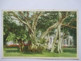 A  BANYAN TREE  ....              TTB - Palm Beach