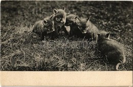 ** T1 Fox Cubs - Unclassified