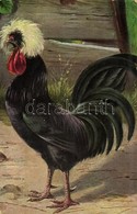 T2/T3 Kakas / Rooster. T.S.N. S. 1911. - Ohne Zuordnung