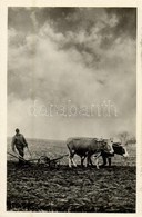 ** T1 Tavaszi Szántás / Hungarian Folklore, Plowing In Spring - Ohne Zuordnung