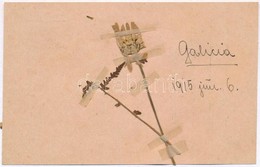 ** T1 1915 Galícia. E Virág Egy Feldúlt Lengyel Kastély Parkjából Való. Tábori Postai Levelezőlap / WWI K.u.K. Military  - Sin Clasificación