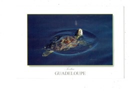 Cpm - GUADELOUPE - TORTUE - Edit Le Photographe 1167 - 2014 - Schildpadden