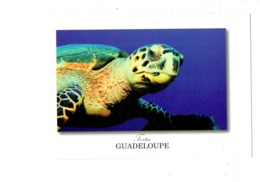 Cpm - GUADELOUPE - TORTUE - Edit Le Photographe 1183  - - Turtles
