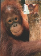 3448   Máxima Australia   Vic 2012  Sumatran Orangután, - Gorilles