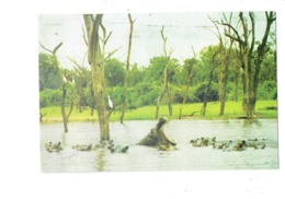 Cpm - Lac Kariba (Lake Kariba) - Zimbabwe - Hippopotame - 1986 - Zimbabwe