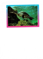 Grande Cpm TORTUE - Egypte - - Schildpadden