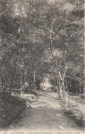 76 - LE HAVRE - La Forêt De Mongeon - Allée Sous Bois - Forêt De Montgeon