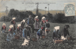 29-PLOUGASTEL-DAOULAS- CUEILETTE DES FRAISES - Plougastel-Daoulas