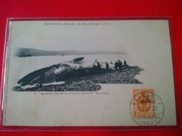 EXPEDITION ANDREE AU POLE NORD 1897 BALEINE AMENEE AU RIVAGE A TROMSOE NORVEGE - Autres & Non Classés