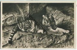 Hamburg-Stellingen - Tierpark Hagenbeck - Tiger - Foto-Ansichtskarte 30er Jahre - Eimsbuettel