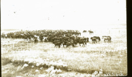 CANADA SHAUNAVON LA FETE EN 1922   RANCHE CHEVAUX PHOTO CARTE - Otros & Sin Clasificación