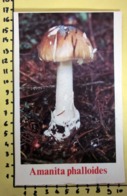 AMANITA PHALLOIDES I FUNGHI FABBRI SCHEDA - Küche & Rezepte